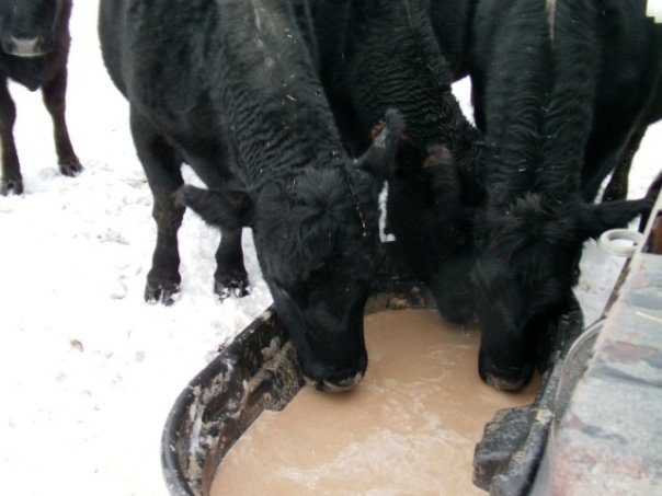 Cows enjoying spent rye mash