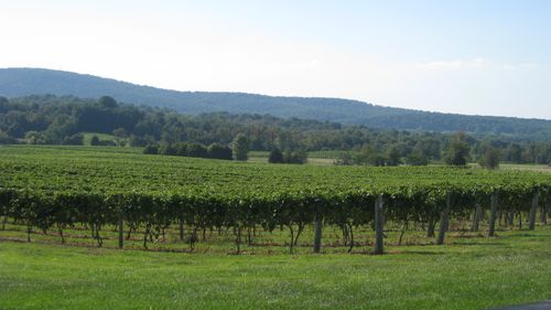 Loudoun County Vineyard